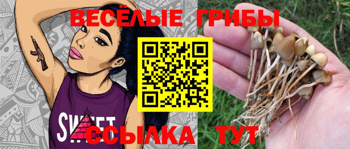 Галлюциногенные грибы Psilocybine cubensis Жуковский